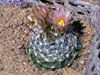 Mammillaria wrightii