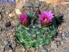 Mammillaria wrightii