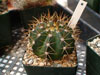 Melocactus x albicephalus