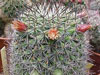 Mammillaria xaltianguensis