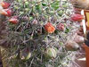 Mammillaria xaltianguensis