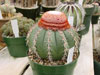 Melocactus zehntneri