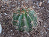 Melocactus zehntneri