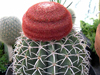 Melocactus zehntneri