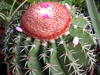 Melocactus zehntneri