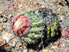 Melocactus zehntneri