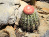 Melocactus zehntneri