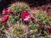 Mammillaria crinita