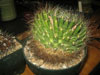 Mammillaria zephyranthoides