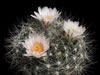 Mammillaria zephyranthoides