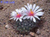 Mammillaria zephyranthoides