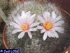 Mammillaria zephyranthoides