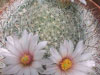 Mammillaria zephyranthoides