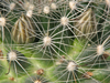 Mammillaria zephyranthoides