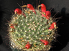 Mammillaria zephyranthoides