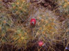 Mammillaria zublerae