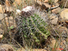 Melocactus curvispinus