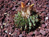 Parodia buiningii