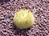 Parodia haselbergii