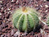 Parodia magnifica