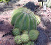 Parodia magnifica