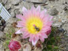 Parodia mammulosa