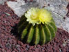 Parodia warasii