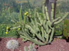 Cylindropuntia acanthocarpa