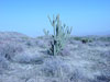 Cylindropuntia ganderi