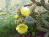 Cylindropuntia acanthocarpa