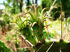 Opuntia ammophila