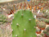 Opuntia anacantha