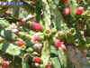 Opuntia auberi