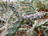 Opuntia aurantiaca