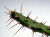 Opuntia aurantiaca