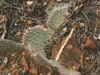 Opuntia aurea-Hybrid