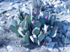 Opuntia basilaris