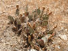 Opuntia basilaris