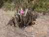 Opuntia basilaris