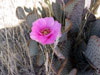 Opuntia basilaris