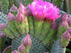 Opuntia basilaris