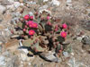 Opuntia basilaris