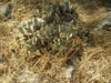 Opuntia basilaris