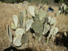 Opuntia basilaris