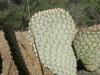 Opuntia basilaris