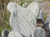 Opuntia basilaris