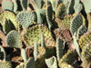 Opuntia basilaris