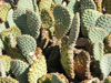 Opuntia basilaris