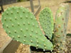 Opuntia basilaris