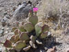 Opuntia basilaris